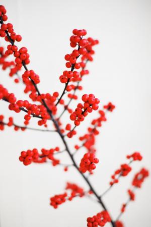 冬青树, 植物, 圣诞节, 假日, 分公司, 红色, 自然