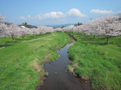 日本, 熊本, 樱桃, 河, 绿色, 公园, 云计算