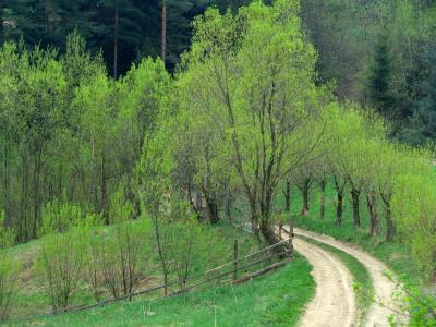 柳树, 方式, 乡间小路, 春天, 绿色, 树, 山脉