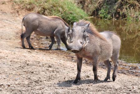 pumba, 疣猪, 塞伦盖蒂, 坦桑尼亚, 非洲, 国家公园, 动物