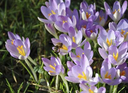 番红花, 蜜蜂, 花, 授粉, 春天的番红花, 紫罗兰色, 早就崭露头角