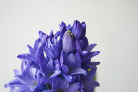 蓝风信子, 花, 紫色, 紫色的小花, 花园里的花, 美丽的花, 花