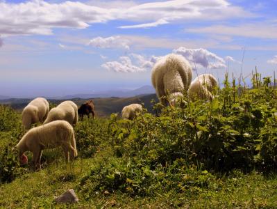 羊群, 草, 天空, 云彩, 动物, 羊, 景观