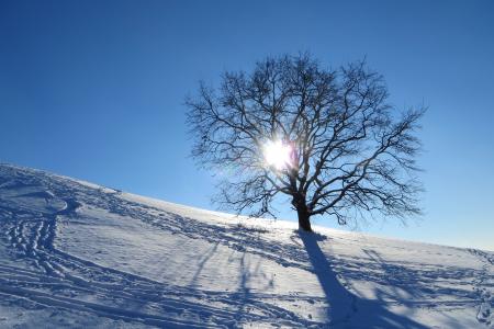 冬天, 慕尼黑, 奥林匹克公园, 树, 孤独, 雪, 阳光