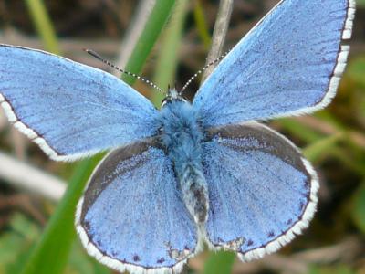蝴蝶, 蝴蝶, 常见的蓝色, restharrow 是蓝色的, 常见的 bläuling, 蓝色, 动物