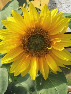 太阳花, 夏日之花, 明亮的黄色, 花, 开花, 绽放, 植物