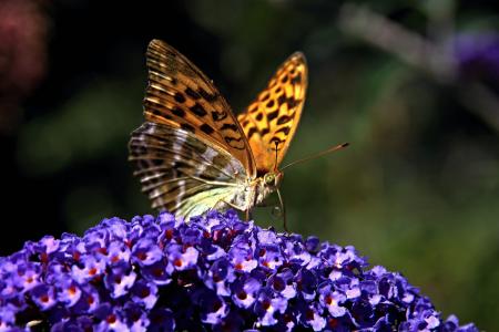 夏季紫丁香, 蝴蝶, 公共记录, 自然, 夏季, 棕色, 花