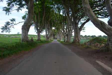 自然, 爱尔兰, 山毛榉, 黑暗的树篱, 游戏的宝座, 树, 道路