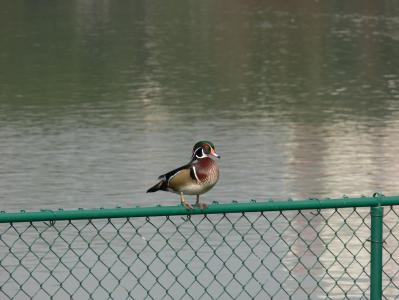 木鸭, 莫顿湖, 佛罗里达州, 观鸟, 鸟