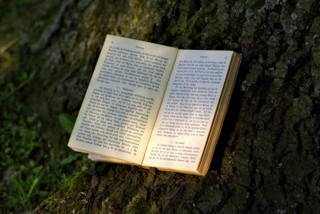 书, 阅读, 公园, 老, 写作, 哥特式, 树