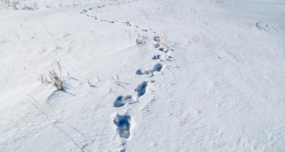 雪, 足迹, 感冒, 跟踪, 弗罗斯特, 山, 行人路
