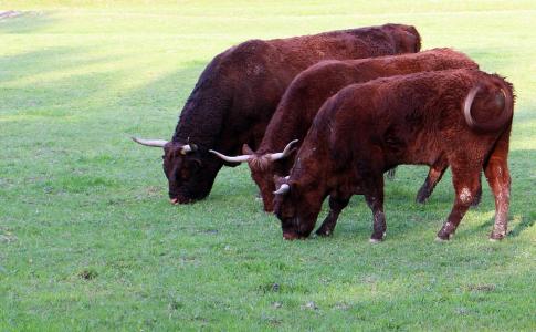 牛, 牲畜, 喇叭, 家养的牛, 牛肉, 反刍动物, 吃草