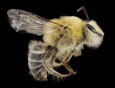 大胡子蜂, 宏观, 昆虫, 自然, 花粉, 翅膀, 配置文件