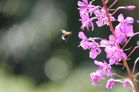 蜜蜂, 月见草, 夏季, 昆虫