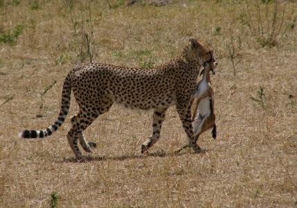 猎豹, 肯尼亚, 马赛马拉国家公园, 野生动物园, 寒冷, 猎物, 黑斑羚