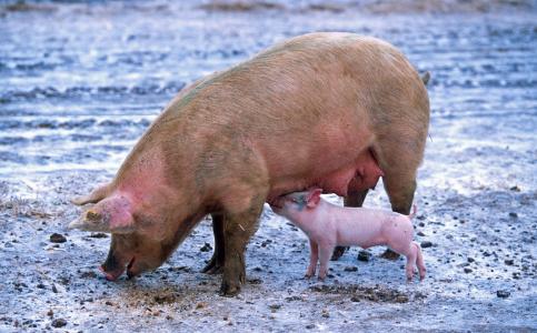 动物, 农场, 护理, 猪, 小猪, 猪圈, 国内的猪