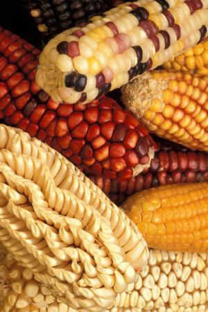 玉米, 修改, 转基因, 蔬菜, 植物, 植物区系