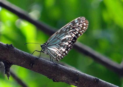 蓝虎, 蝴蝶, tirumala limniace, 印度, 昆虫, 翼, 野生动物