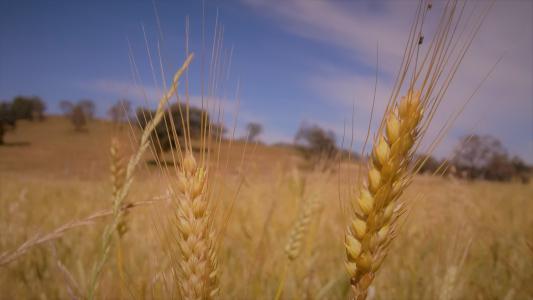 小麦, 作物, 夏季