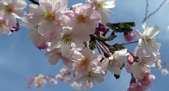 花, 春天, 分公司, 粉色, 树, 自然, 粉红色的花