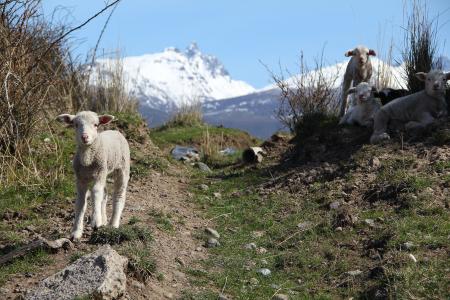 羊, 羔羊, 巴塔哥尼亚, 一种动物, 山, 白天, 动物主题