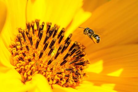 蜜蜂, 花粉, 花, 方法, 昆虫, 自然, 宏观