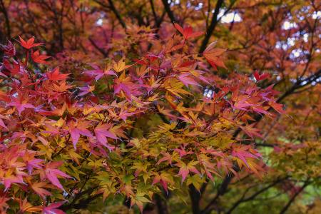 日本枫树, 枫树, 鸡爪槭, 叶子, 叶, 秋天, 红色