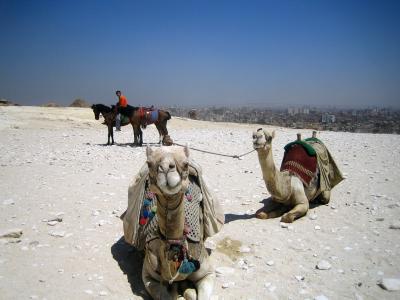 骆驼, 埃及, 阿拉伯, 运输, 驼峰, 野生动物园, 单峰骆驼