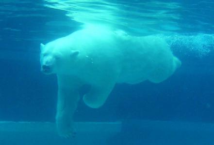 熊, 极地, 跳水, 水, 在下, 白色, 北极