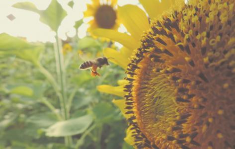 向日葵, 蜜蜂, 昆虫, 授粉, 花蜜, 花, 夏季