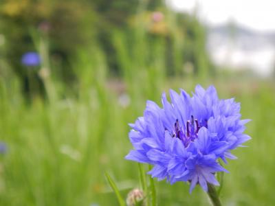 花, 蓝色, nemophila, 可爱, 勿忘我, 花园, 日本花