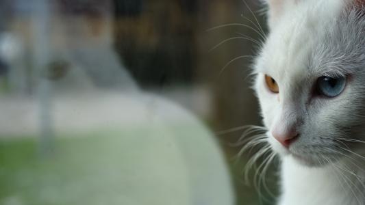 反思, 猫的眼睛, two-tone, 白色的猫, 奇眼
