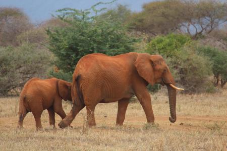 大象, 野生动物园, 肯尼亚, 动物, 在野外的动物, 草, 野生动物