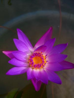 花百合花丛, 美, 开花, 水生紫百合, 紫色, 花, 池塘