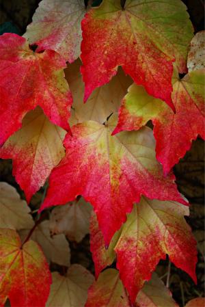 葡萄酒的合作伙伴, 藤叶, 秋天的树叶, 多彩, 秋天的落叶, 叶子, 秋天的颜色