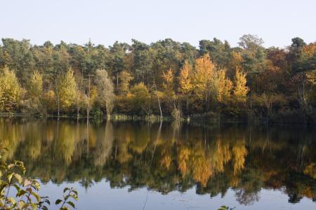 池塘, 镜像, 出现, 叶子, 枫树, 书, 10 月