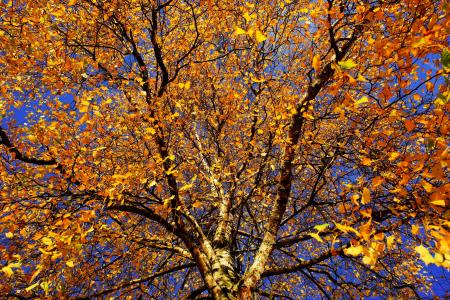 树, 桦木, 深秋, 自然, 日志, 审美, 树皮