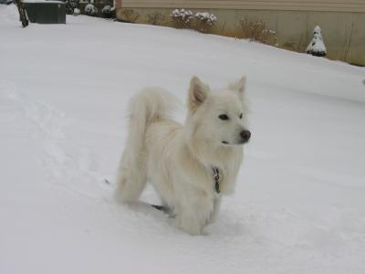 美国爱斯基摩狗, 雪, 犬, 可爱, 白色, 寻找, 殷勤