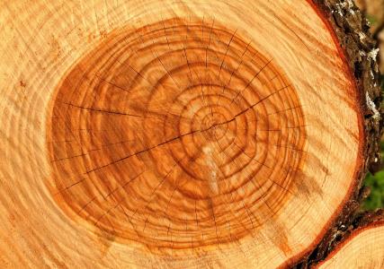 树干, 树, 木材, 木材-材料, 日志, 树干, 木材工业