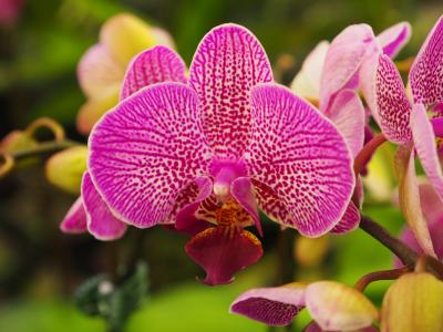 兰花, 蝴蝶福克兰群岛, 粉彩, 紫色, 净文, 自然, 植物