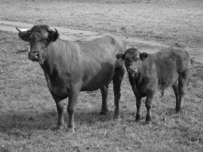 母牛, 公牛, 反刍动物, 牛, 牲畜