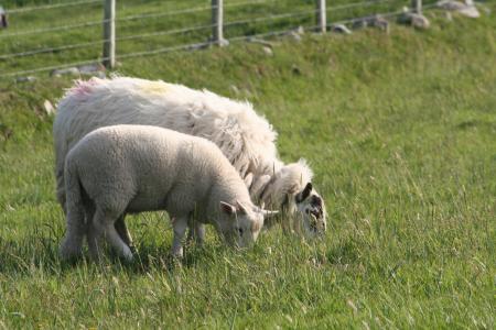 羊, 羔羊, 农场, 农业, 羊毛, 动物, 草
