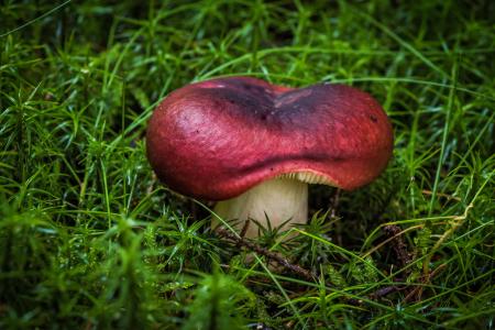 蘑菇, 帽匠, 孢子, 自然, 森林, 绿草, 红色
