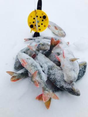 冬天, 鱼, 鲈鱼, 雪