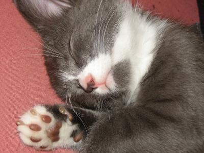 软爪, 猫, 小猫, 灰色和白色, 宠物, 睡觉, 困了