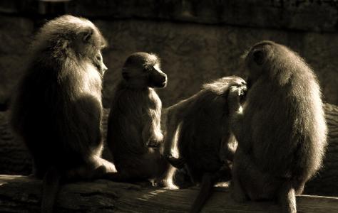 猿, 狒狒, 弛豫, 动物园, 猴家庭, 灵长类动物
