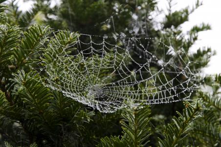 蜘蛛网, web, 自然, 蜘蛛网, 早上, 下降, 水