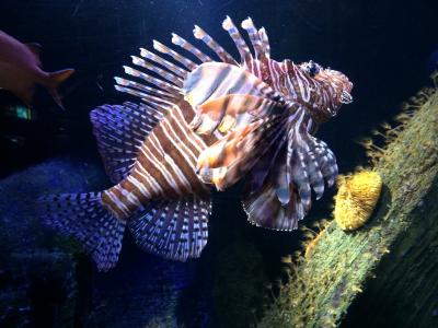 水族馆, 鱼, 海底世界, 水下, 海底, 海上生活, 一种动物