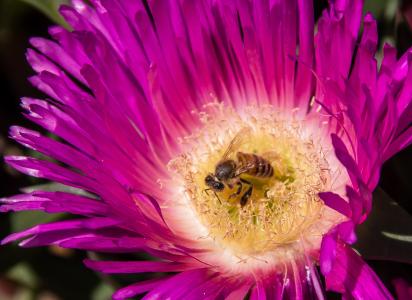 蜜蜂, 花粉, 猪头, 花, 绽放, 多汁, 粉色