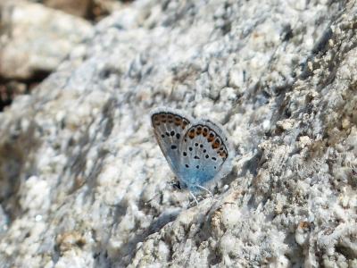 蝴蝶, restharrow 是蓝色的, polyommatus 伊卡洛斯, 蝴蝶, 常见的蓝色, 灰蝶科, 常见的 bläuling